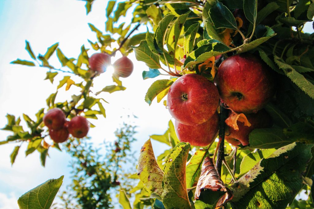 Appelazijn in een fles